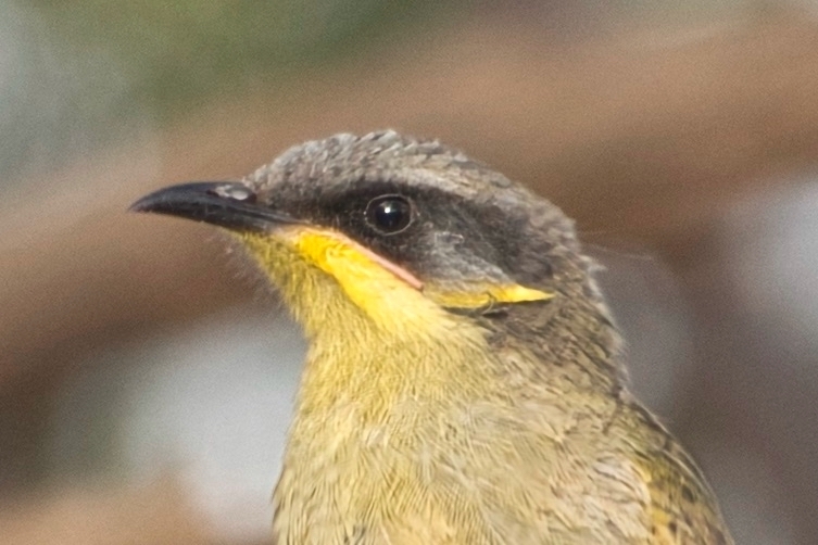 Purple-gaped and Yellow-tufted Honeyeaters