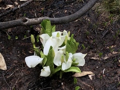 Lysichiton camtschatcensis