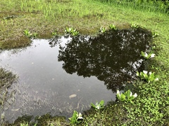 Lysichiton camtschatcensis