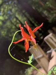 Aquilegia formosa