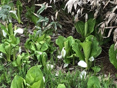 Lysichiton camtschatcensis