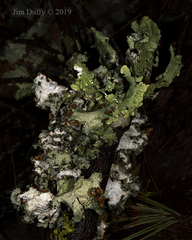 Ricasolia quercizans