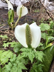 Lysichiton camtschatcensis