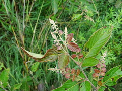 Phyllodium pulchellum