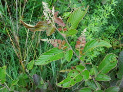 Phyllodium pulchellum