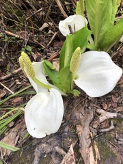 Lysichiton camtschatcensis