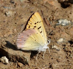 Tharsalea nivalis