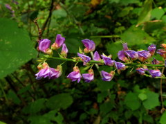 Tadehagi triquetrum