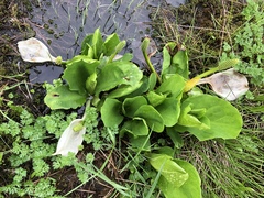 Lysichiton camtschatcensis