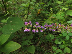 Tadehagi triquetrum