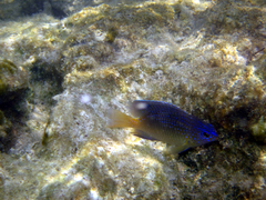 Stegastes leucostictus