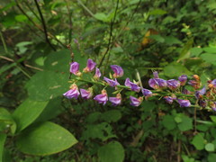 Tadehagi triquetrum