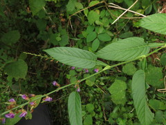 Tadehagi triquetrum