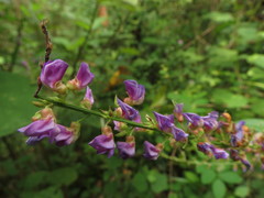 Tadehagi triquetrum