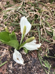 Lysichiton camtschatcensis