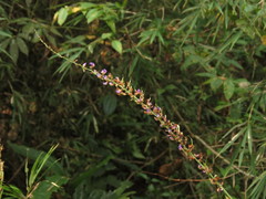 Tadehagi triquetrum