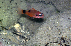 Apogon maculatus