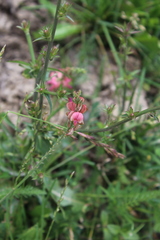 Onobrychis inermis