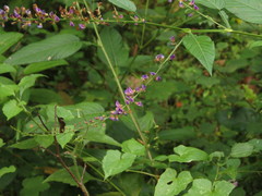 Tadehagi triquetrum
