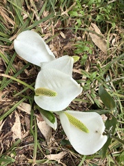 Lysichiton camtschatcensis