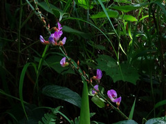 Tadehagi triquetrum