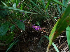 Tadehagi triquetrum