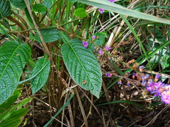 Tadehagi triquetrum