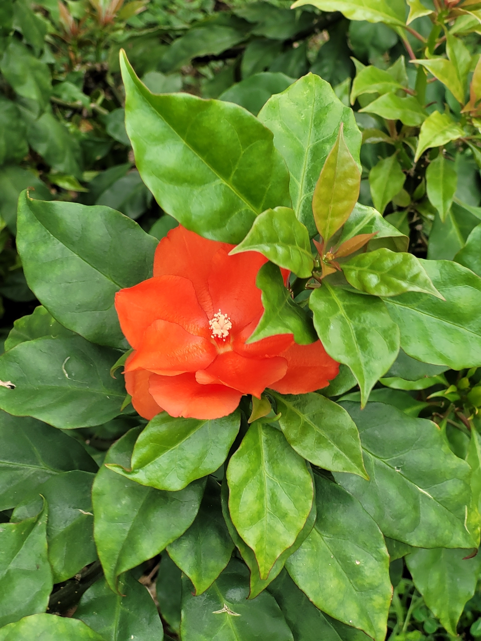 Imagem de Rosa-de-pedra
