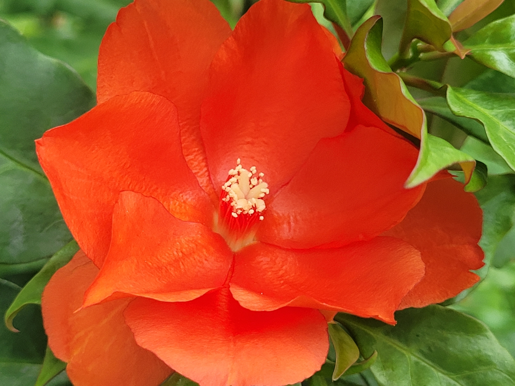 Imagem de Rosa-de-pedra