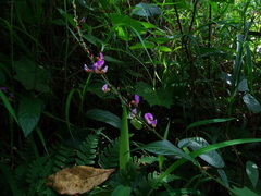 Tadehagi triquetrum