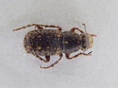 Ulorhinus bilineatus