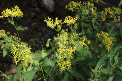Senecio propinquus