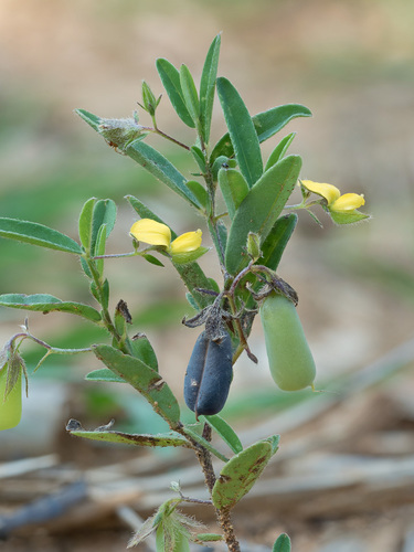 Crotalaria sagittalis