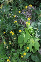 Erysimum aureum