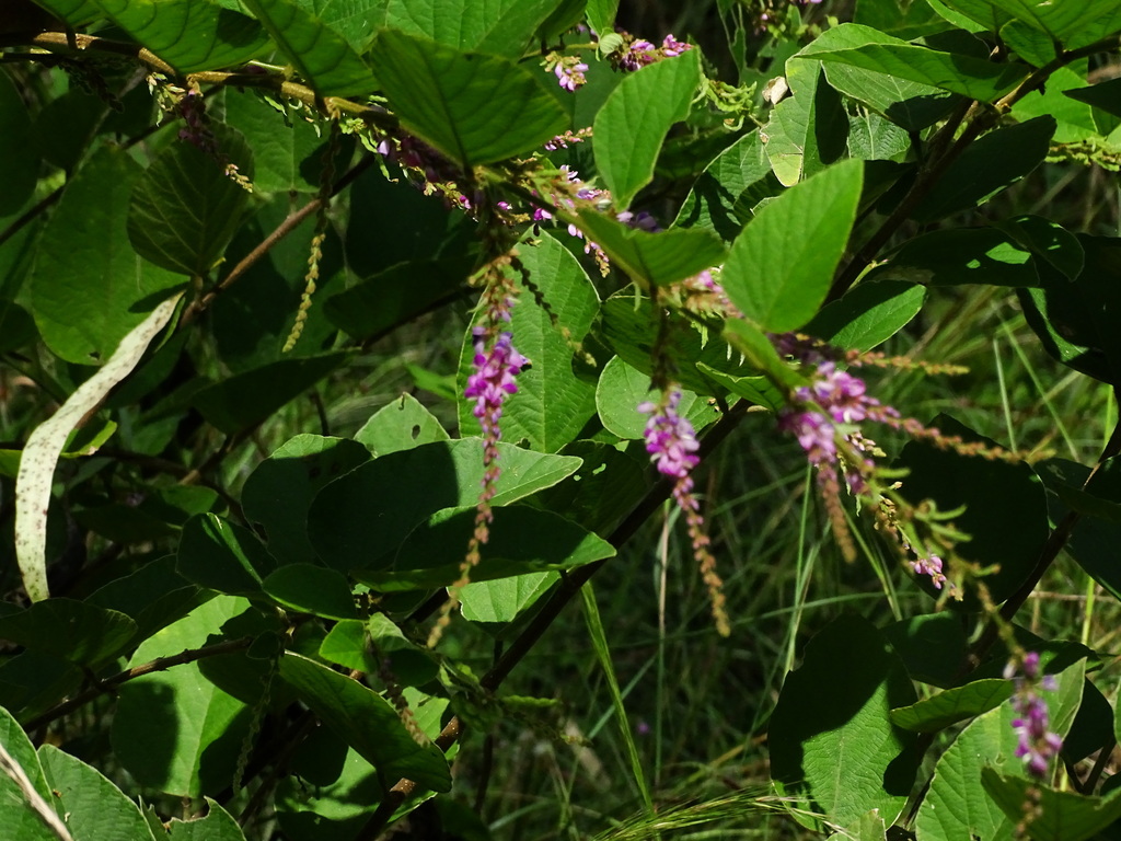 Polhillides velutina