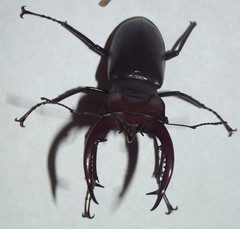 Lucanus elaphus