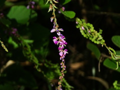 Velvet leaf (Polhillides velutina)
