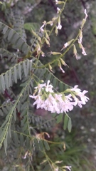 Eysenhardtia orthocarpa