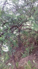 Eysenhardtia orthocarpa