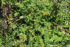 Rhynchocorys orientalis