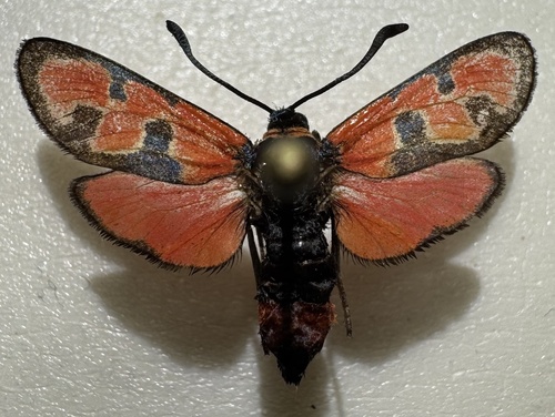Zygaena olivieri