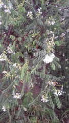 Eysenhardtia orthocarpa