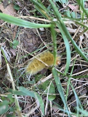 Halysidota tessellaris