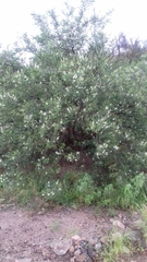 Eysenhardtia orthocarpa