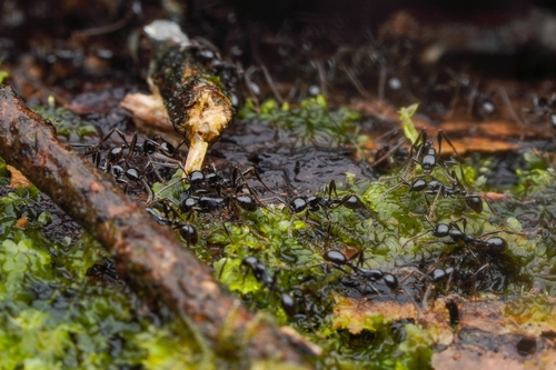 Aenictus bodongjayaAenictus bodongjaya
