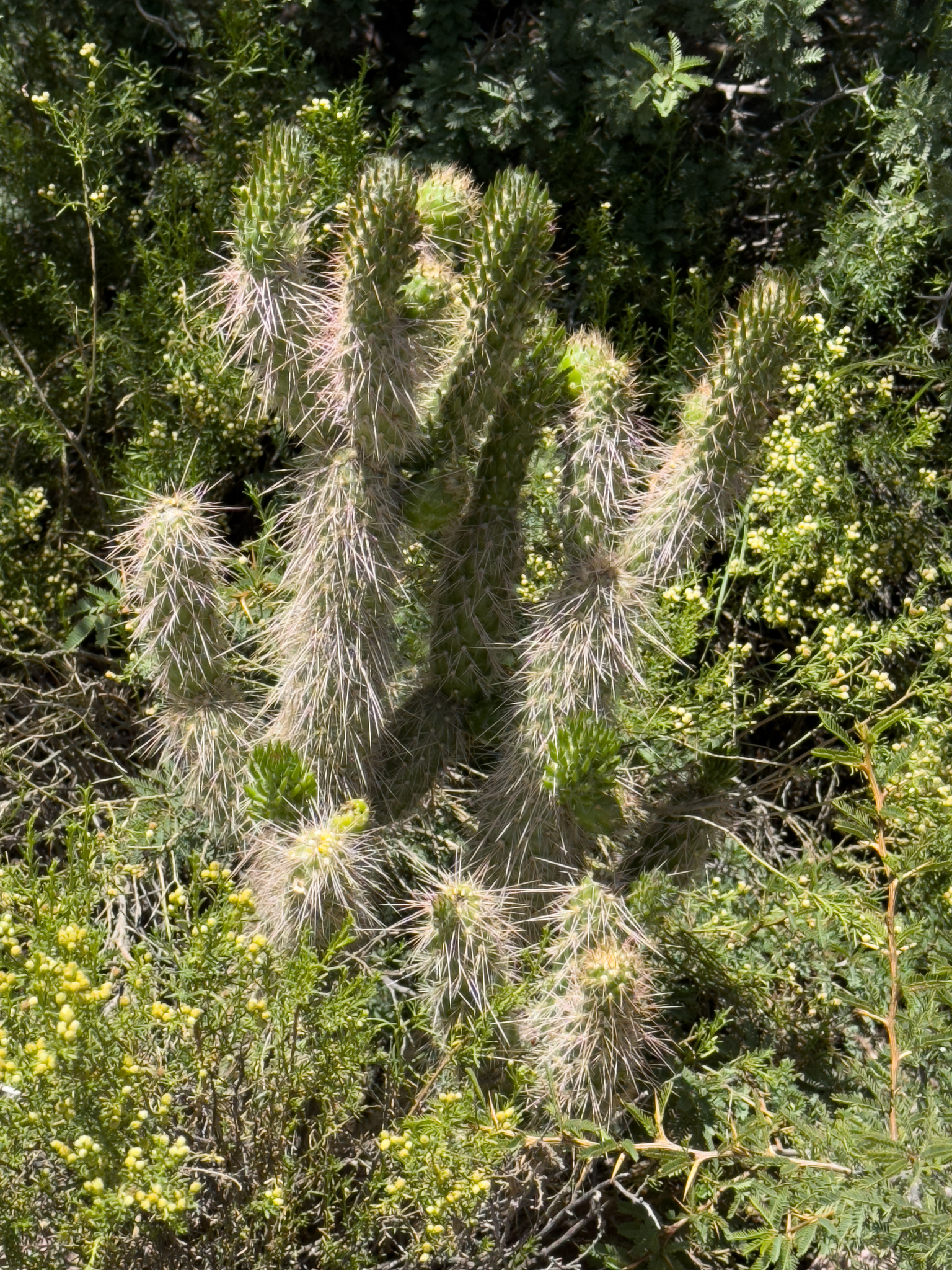 Imagem de Cacto-candelabro