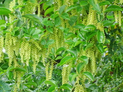 Dioscorea pentaphylla