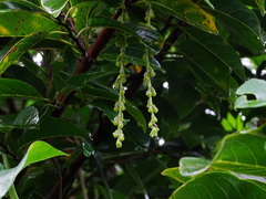 Dioscorea pentaphylla