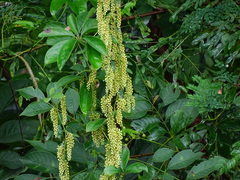 Dioscorea pentaphylla