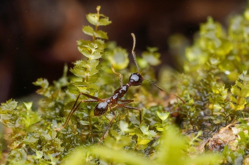 Pheidole montanaPheidole montana